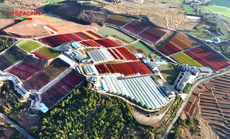 愛(ài)爾發(fā)高含量蝦青素&mdash;&mdash;品質(zhì)之選